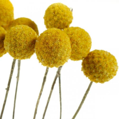Prodotto Craspedia Bacchette per Fiori Secchi Gialle 70 cm 10 pz