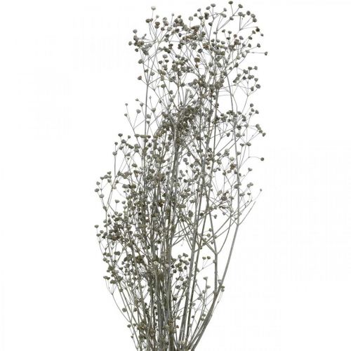 Fiori secchi Massasa bianco rami decorativi 50-55 cm mazzo  di 6 pezzi-3195