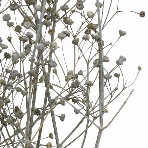 Prodotto Fiori secchi Massasa sbiancati rami decorativi 50-55cm mazzo da 6 pz