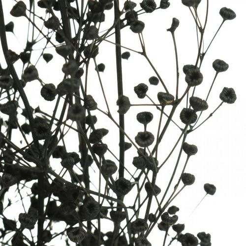 Prodotto Fiori Secchi Massasa Nero Decorazione Naturale 50-55cm Mazzo da 10 pz