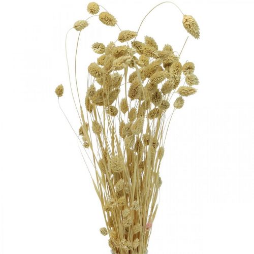 Floristik24 Fiore essiccato Phalaris, mazzo di erba decorativa, floristica secca, boho nature, sbiancato L55cm 100g