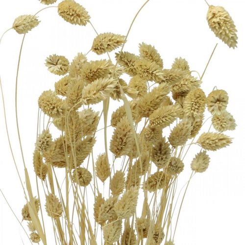 Prodotto Fiore essiccato Phalaris, mazzo di erba decorativa, floristica secca, boho nature, sbiancato L55cm 100g