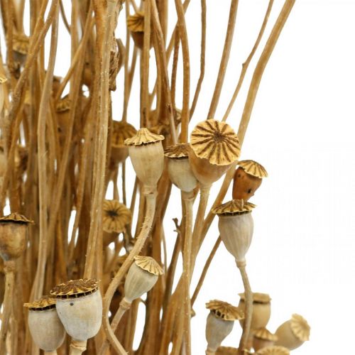 Prodotto Fiori secchi capsule di semi di papavero natura essiccati selvatici secchi decorazione mazzo 100g