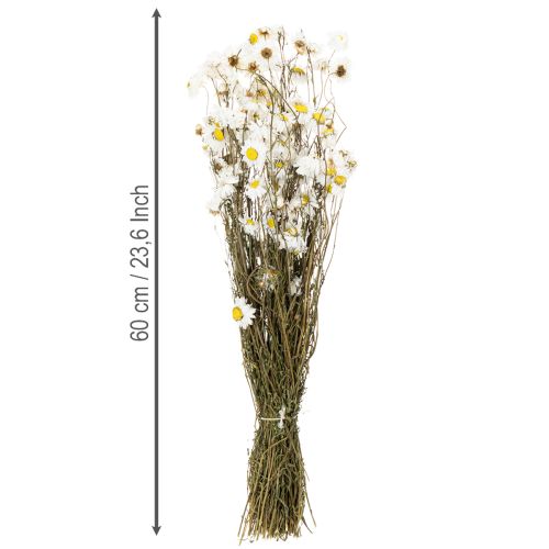 Prodotto Fiori di Acroclinium essiccati, fiori bianchi, composizione floreale secca, 60 cm, 80 g
