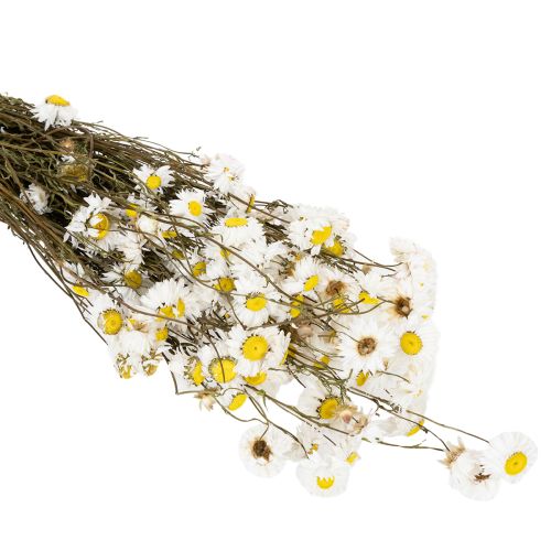 Prodotto Fiori di Acroclinium essiccati, fiori bianchi, composizione floreale secca, 60 cm, 80 g