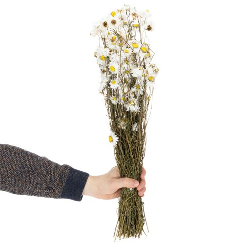 Prodotto Fiori di Acroclinium essiccati, fiori bianchi, composizione floreale secca, 60 cm, 80 g