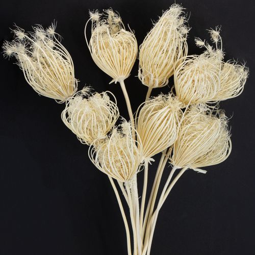 Floristik24 Fiori secchi crema di finocchio sbiancato 45cm mazzo 10 pezzi