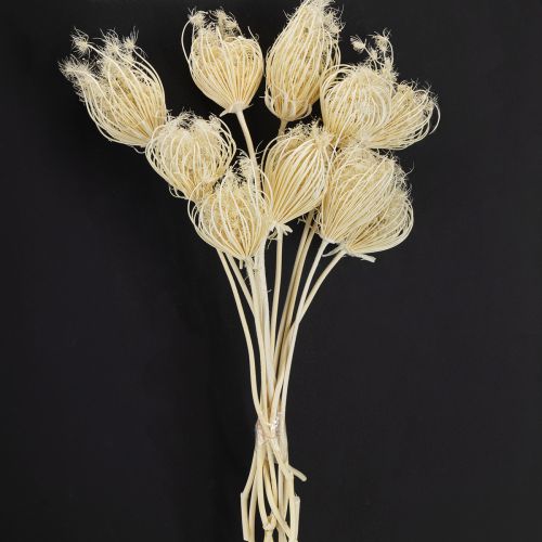 Prodotto Fiori secchi crema di finocchio sbiancato 45cm mazzo 10 pezzi