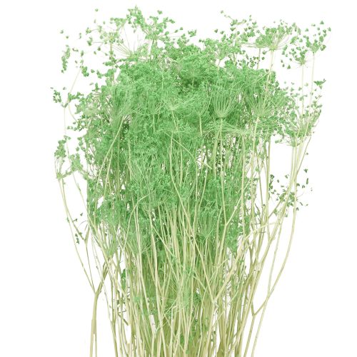 Fiori secchi Umbellifera Verde 70-80cm 150g