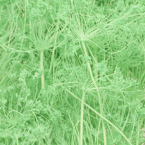 Prodotto Fiori secchi Umbellifera Verde 70-80cm 150g