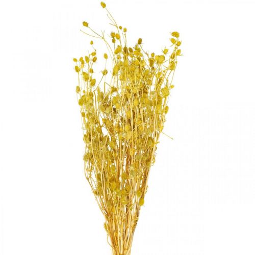 Prodotto Fiori secchi cardo selvatico giallo secco cardo fragola 100g