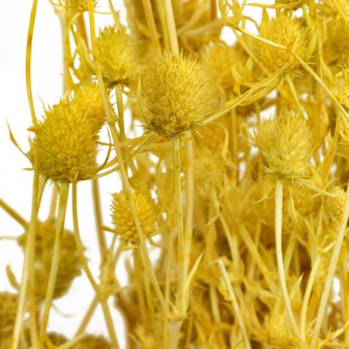 Prodotto Fiori secchi cardo selvatico giallo secco cardo fragola 100g