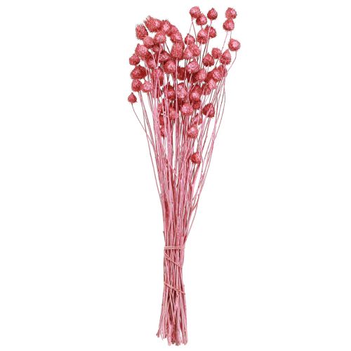 Prodotto Fiori secchi cardo selvatico rosa secco cardo fragola tinto 50 cm 100 g