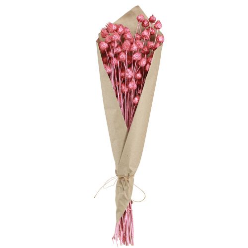 Prodotto Fiori secchi cardo selvatico rosa secco cardo fragola tinto 50 cm 100 g