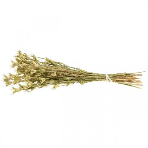 Floristik24 Fiori secchi decorazione cumino nero natura Nigella 50cm 75g