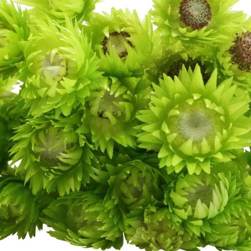 Prodotto Fiori secchi fiori di paglia fiori di paglia verde chiaro H42cm
