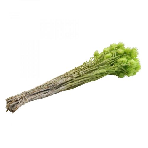 Prodotto Fiori secchi fiori di paglia fiori di paglia verde chiaro H42cm
