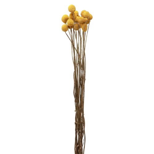 Floristik24 Fiori secchi Craspedia essiccati, bacchette gialle 50 cm 20 pz