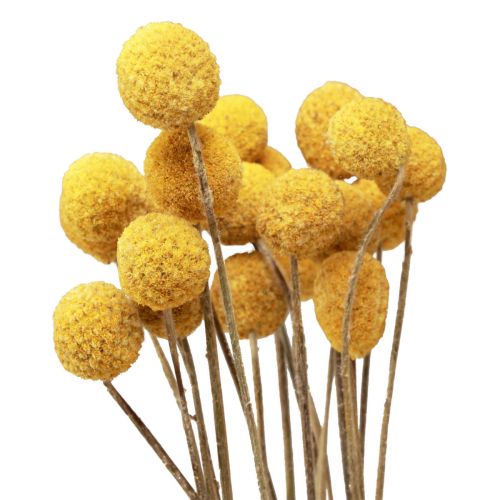 Prodotto Fiori secchi Craspedia essiccati, bacchette gialle 50 cm 20 pz