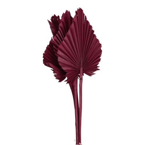 Floristik24 Decorazione di fiori secchi, lancia di palma vino secco rosso 37 cm 4 pezzi