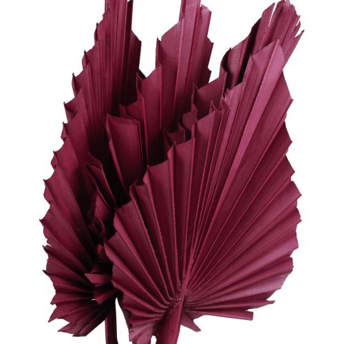 Prodotto Decorazione di fiori secchi, lancia di palma vino secco rosso 37 cm 4 pz