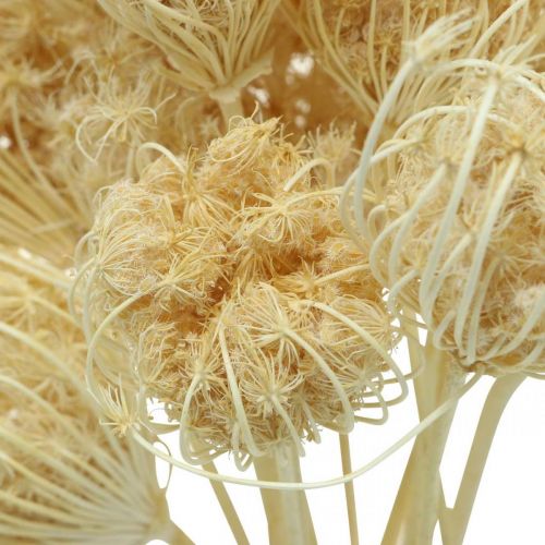 Floristik24 Mazzo Sbiancato Di Finocchio Di Fiori Secchi