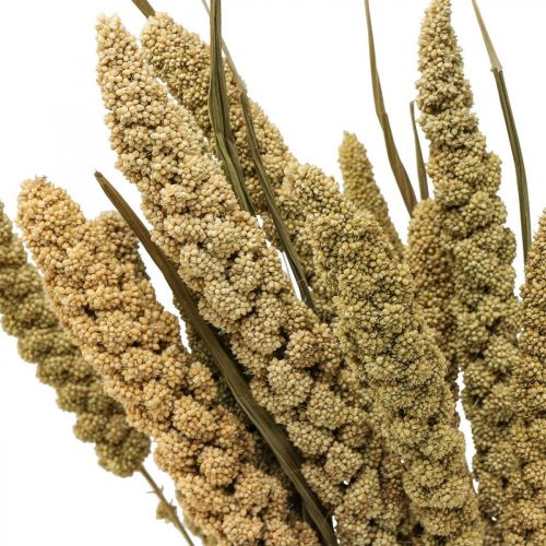 Fiori secchi grano di miglio deco floristica secca 65 cm 100 g