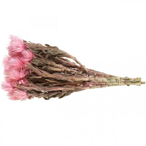 Prodotto Fiori secchi Fiori del cappello Fiori di paglia rosa Fiori secchi H30cm