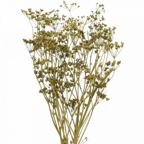 Floristik24 Fiori secchi decorazione verde cumino vero 55 cm mazzo da 5 pz