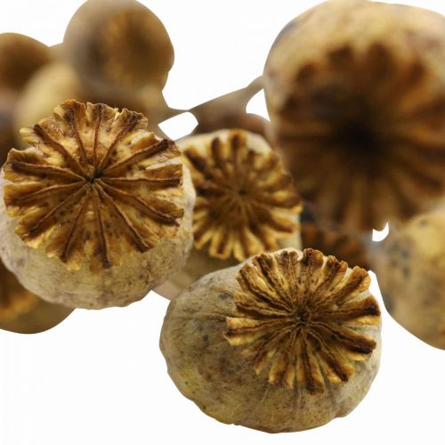 Floristik24 Capsula di semi di papavero fiore essiccato giallo papaver deco papavero 75g