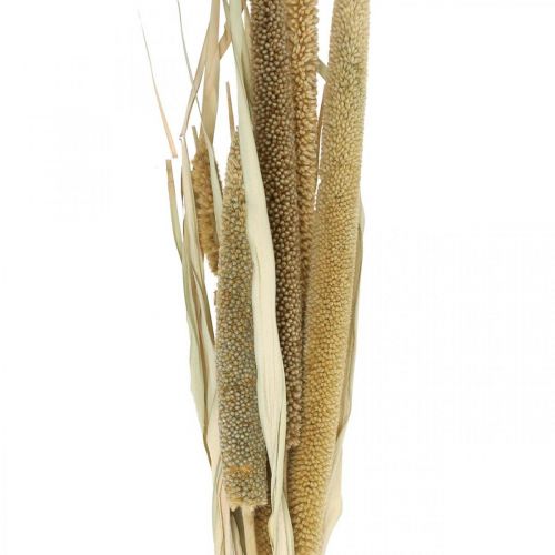 Prodotto Floristica secca Grano Mazzo di pannocchie di miglio essiccate 45 cm