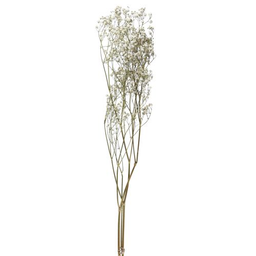 Floristik24 Fiori secchi Gypsophila Gypsophila Bianca 58 cm 7 g