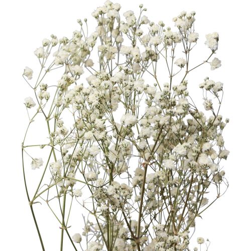 Floristik24 Fiori secchi Gypsophila Gypsophila Bianca 58 cm 7 g