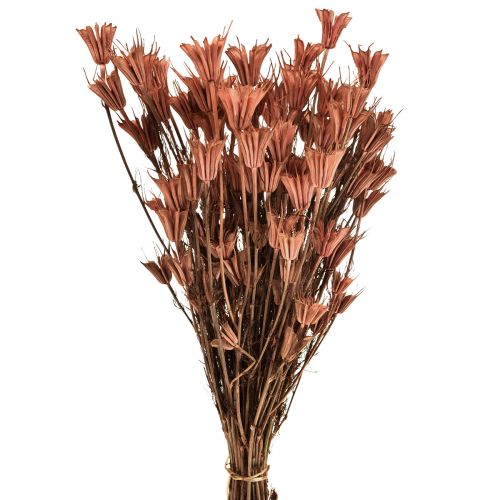 Fiori secchi decorazione cumino nero rosso marrone Nigella 40 cm 100 g