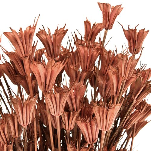 Fiori secchi decorazione cumino nero rosso marrone Nigella 40 cm 100 g