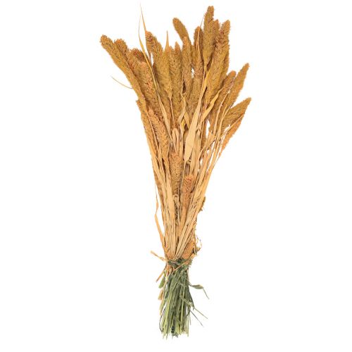 Prodotto Fiori secchi, Setaria Pumila, setola di miglio arancio 72cm 225g