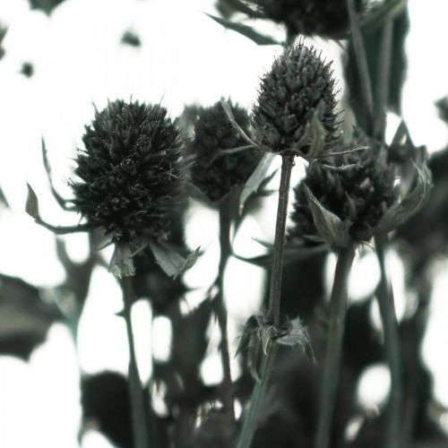 Floristik24 Cardo Secco Cardo Fragola Nero Fiori Secchi 100g