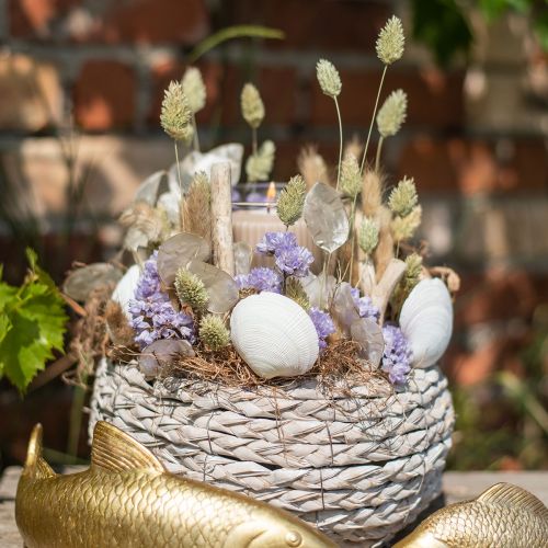 Floristik24 Erbe essiccate Phalaris essiccate secche natura floristica 55cm 80g