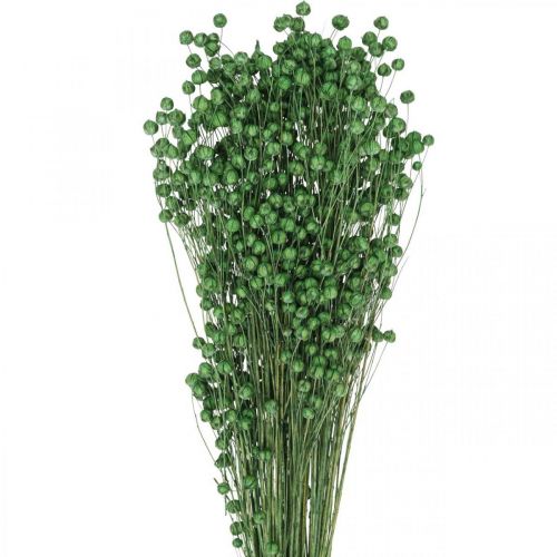 Floristik24 Erba secca Lino essiccato Verde H50–55 cm 80 g