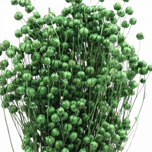 Prodotto Erba secca Lino essiccato Verde H50–55 cm 80 g