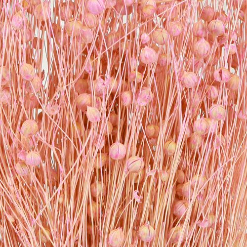 Prodotto Erba secca Lino essiccato Rosa chiaro H50–55 cm 80 g