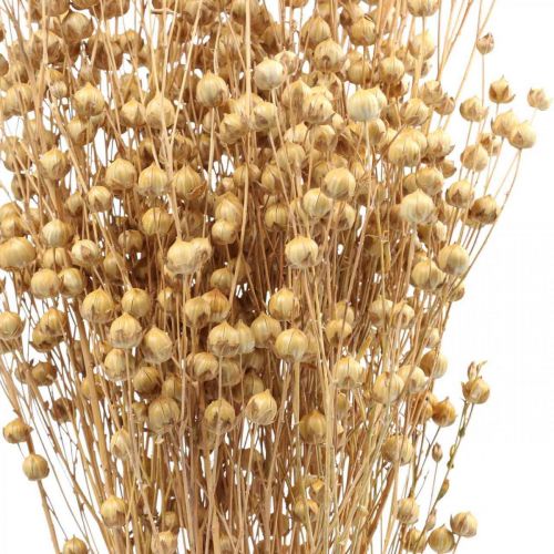 Floristik24 Erba secca Lino essiccato naturale H50-55cm 80g