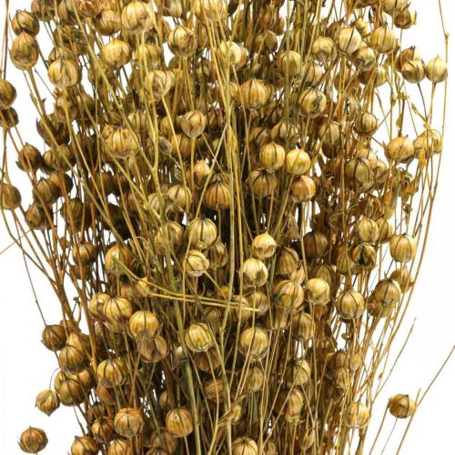 Prodotto Erba secca Lino essiccato Verde oliva H50–55cm 80g