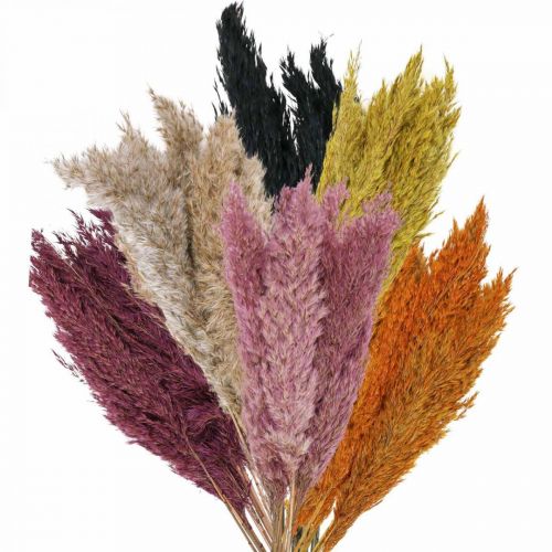 Erba secca carice essiccata vari colori 70cm 10 pz