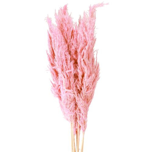 Floristik24 Erba secca Erba di canna Erba decorativa secca Rosa 70cm 10 pezzi