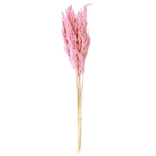 Prodotto Erba secca Erba di canna Erba decorativa secca Rosa 70cm 10 pezzi