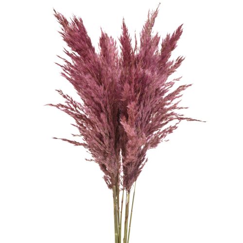 Prodotto Erba secca carice erba decorativa essiccata rosa antico 75 cm 10 pezzi