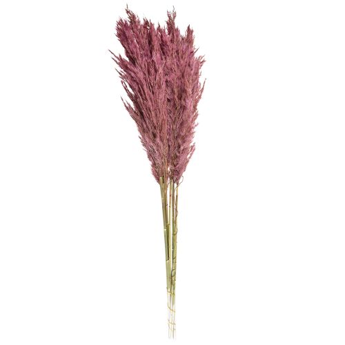 Erba di canna essiccata, erba