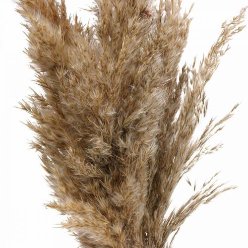 Floristik24 Erba secca carice erba decorativa essiccata naturale 70 cm 10 pezzi
