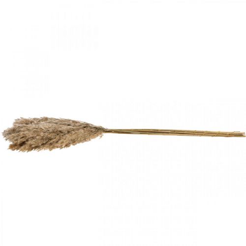 Floristik24 Erba secca carice erba decorativa essiccata naturale 70 cm 10 pezzi